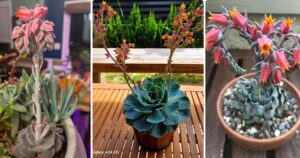 Suculenta echeveria – Dicas fáceis e guia de cuidados