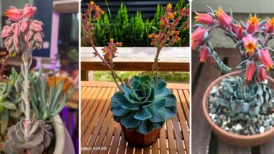 3 echeverias flowering
