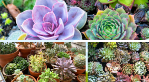 20 melhores idéias suculentas de jardim de quadros de parede para cada casa