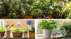 18 idéias de jardim usando janelas recicladas que vão explodir sua mente