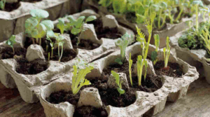 15 maneiras de usar caixas de ovos recicladas no jardim