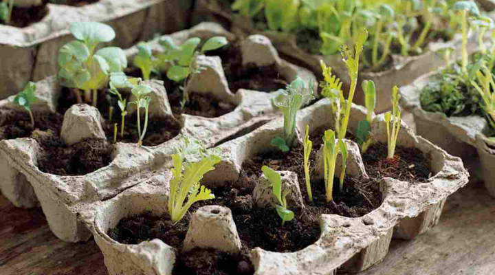 maneiras de usar caixas de ovos recicladas no jardim