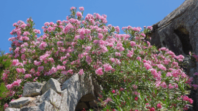 idéias de marcadores de plantas