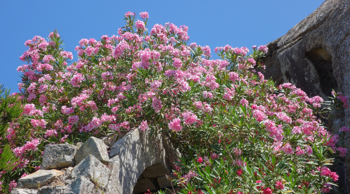 idéias de marcadores de plantas