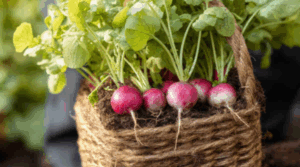 18 idéias de jardim de cesta comestível que economizam espaço e sabor incrível