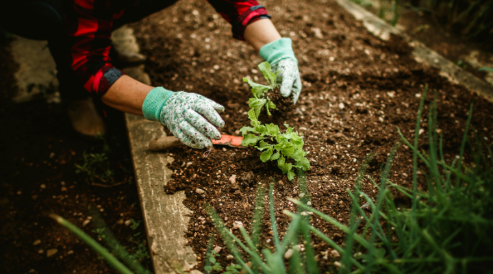 idéias de bolsas de cultivo